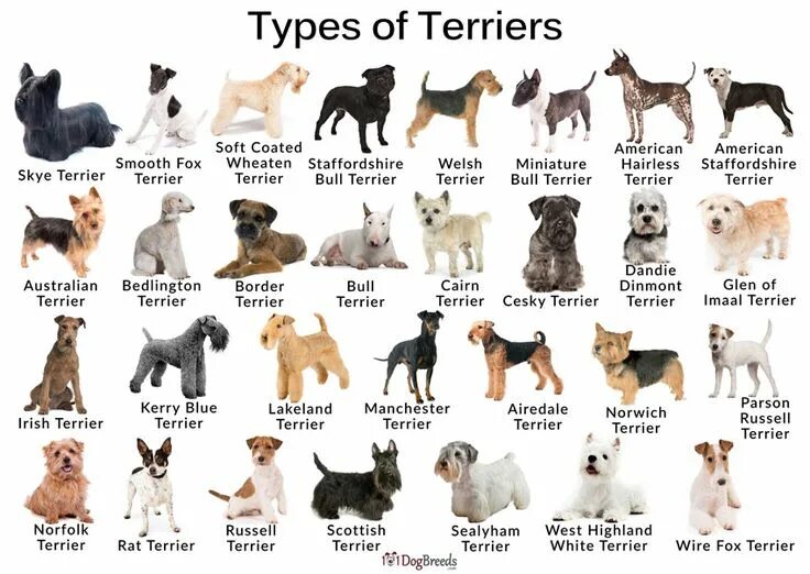 Породы собак список фото с названиями Terriers are a kind of dog belonging to a certain breed or landrace of Terrier o