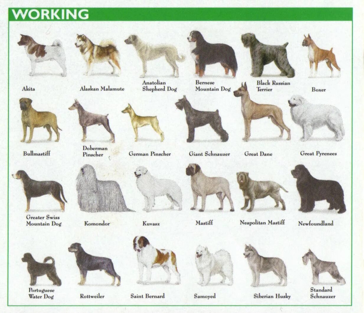 Породы собак список фото с названиями AKC Dog Breed Groups: Understanding Breed Groups at AKC Shows Akc dog breeds, Do