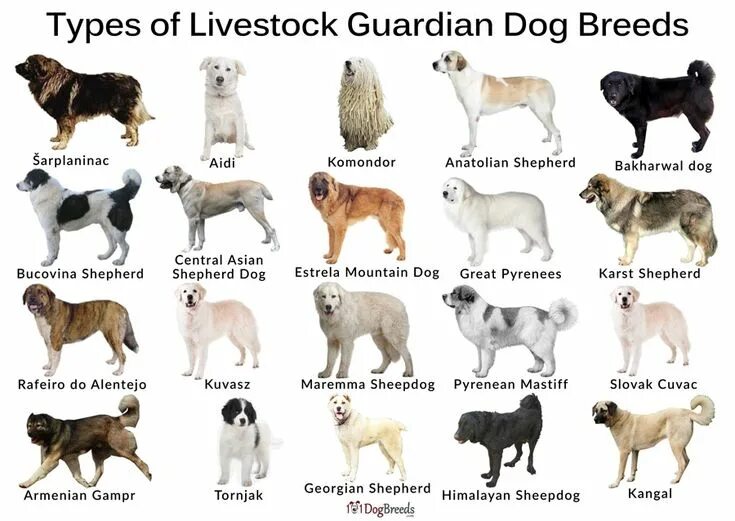 Породы собак список фото с названиями The Best Livestock Guardian Dog Breeds With Pictures Livestock guardian dog, Far