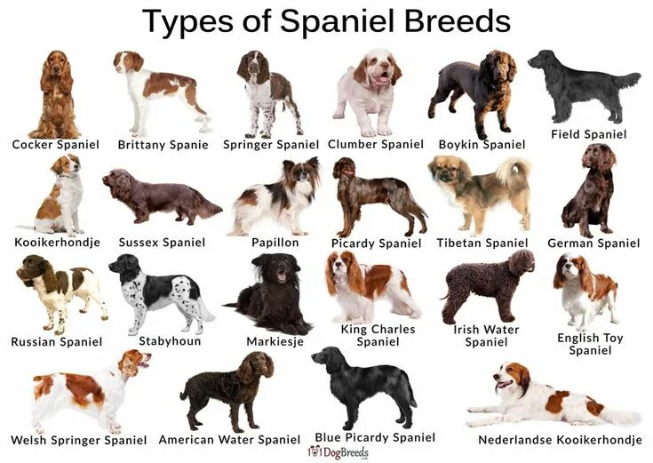 Породы собак список фото с названиями Types of Small & Large Spaniel Breeds With Pictures Spaniel breeds, Dog breeds, 