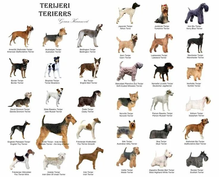 Породы собак список фото с названиями Chart of Terriers Dog muzzle, Dog breeds, Dog breeds list