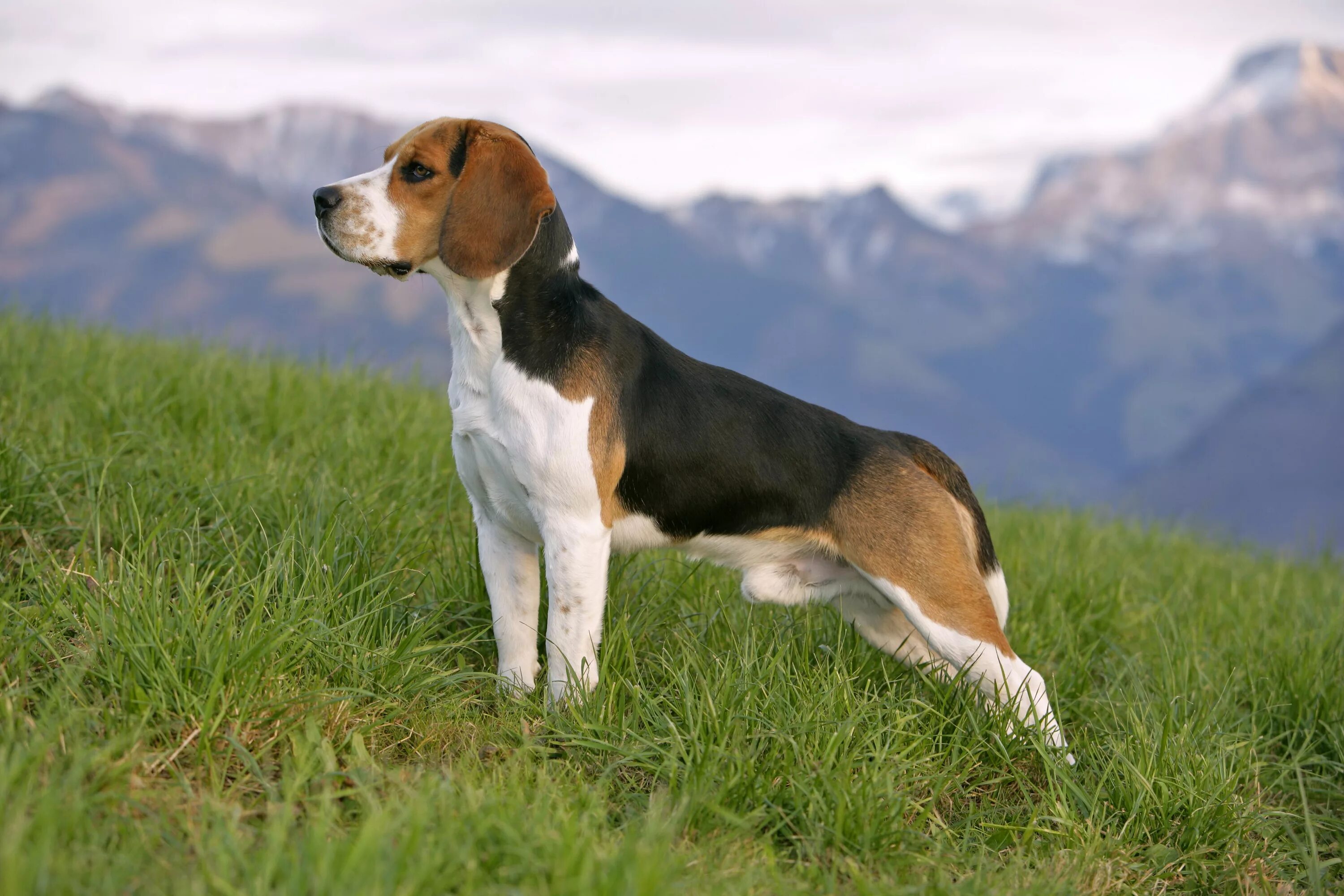 Породы собак средних размеров фото Beagle: Dog Breed Characteristics & Care