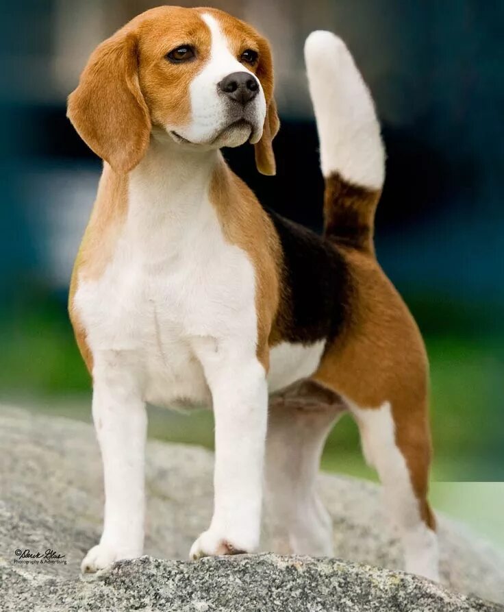 Породы собак средних размеров фото Pin on Beagle bb Foxhound puppy, The fox and the hound, Harrier dog