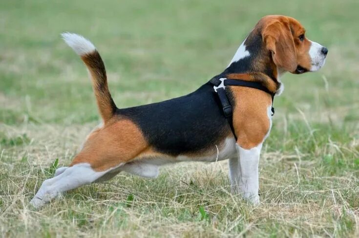 Породы собак средних размеров фото Pin on собаки Beagle dog breed, Beagle dog, Dog skin problem