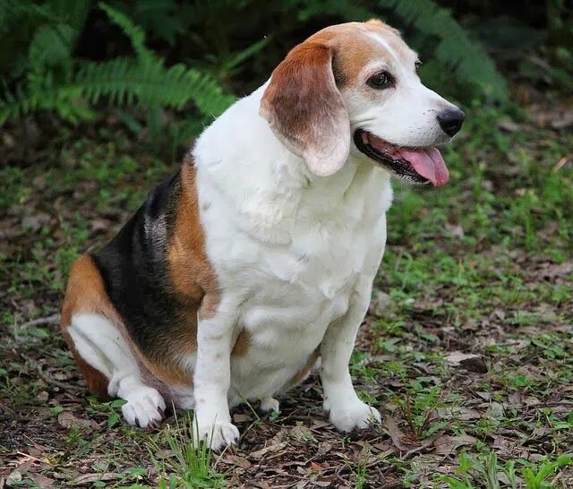 Породы собак средних размеров фото Dog Breeds Prone to Obesity Best dog food, Pet health, American dog