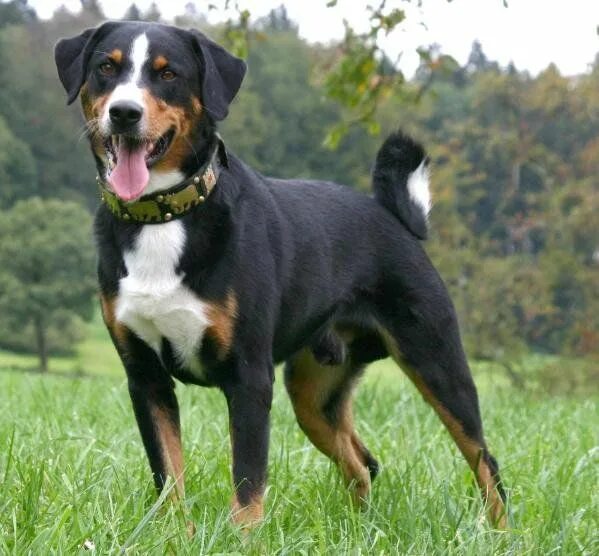 Породы собак средних размеров фото Appenzeller Sennenhund - Dog Breed Information - American Kennel Club Dog breeds