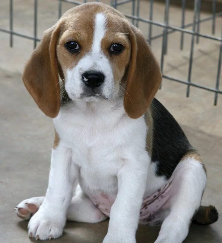 Породы собак средних размеров фото small dog breeds Breeds of small dogs : best small dog breeds: Beagle small dog 