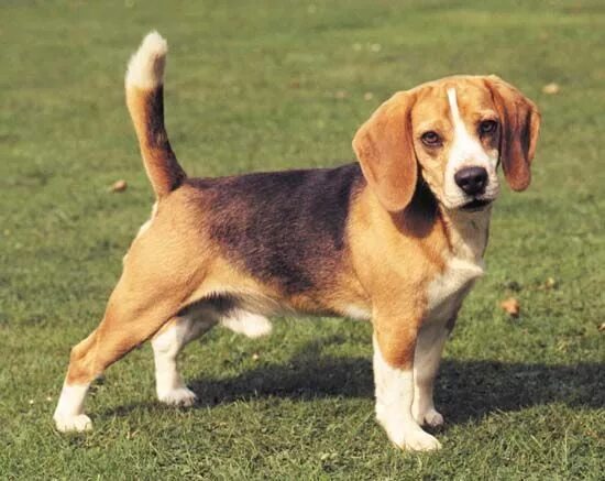 Породы средних размеров фото beagle. Beagle dog, Beagle dog breed, Beagle