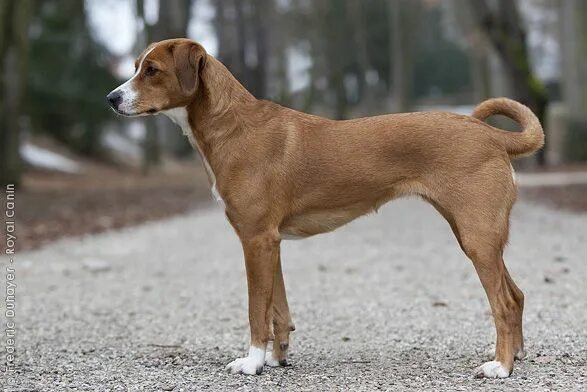 Породы средних размеров фото Austrian Pinscher. Unique dog breeds, Dog breeds, Mastiff breeds