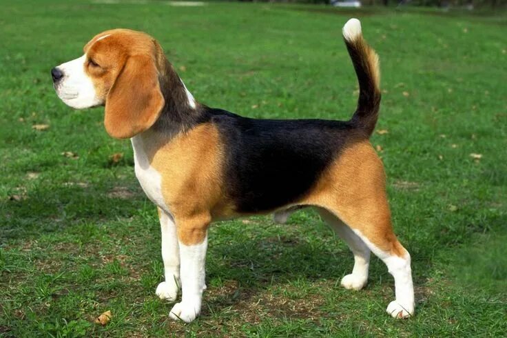 Породы средних размеров фото beagle http://es.wikipedia.org/wiki/Beagle http://en.wikipedia.org/wiki/Beagle B