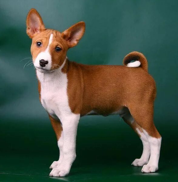 Породы средних размеров фото The Basenji dog is the only dog that is not able to bark. Basenji puppy, Basenji