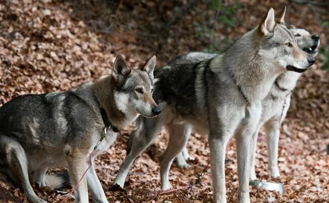 Породы волков фото и названия Le Chien-loup tchécoslovaque : caractère, origine, conseils d'élevage, santé Wol