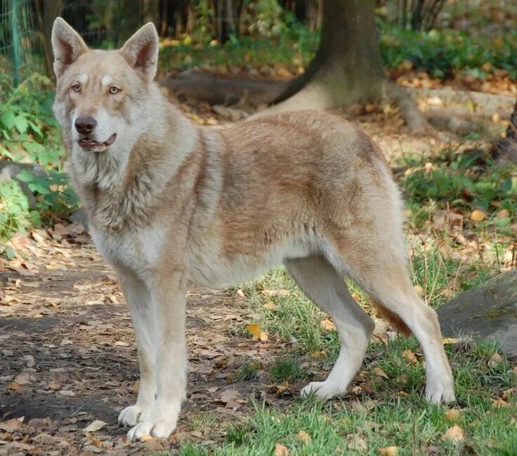 Породы волков фото и названия Red Saarloos Wolfhound Razas de perros, Perro lobo checoslovaco, Perro lobo