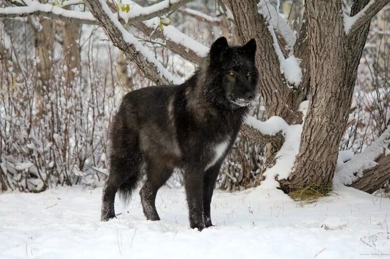 Породы волков фото и названия Yamnuska Wolfdog Sanctuary - Alberta, Canada Wolf dog, Wild animals pictures, Be