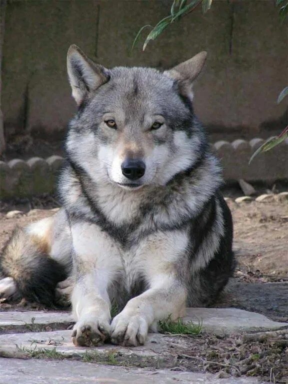 Породы волков фото и названия saarloos wolfhound Wolf hybrid dogs, Eurasian wolf, Animals