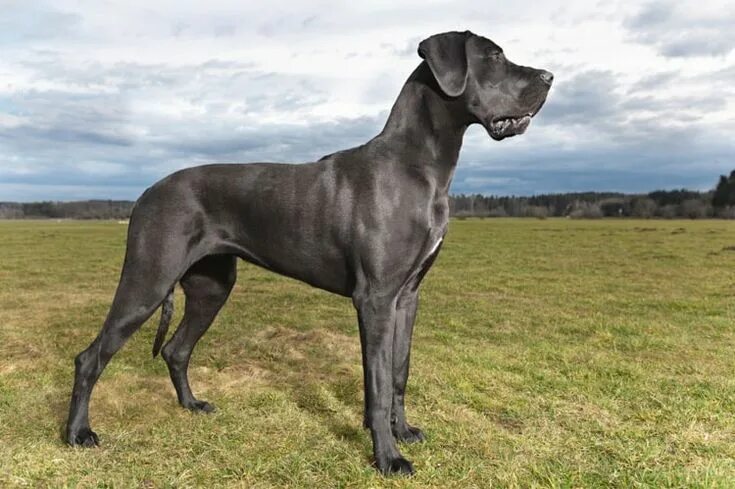 Породы высоких собак фото Biggest dogs - 10 Biggest dogs breed In the world 2017 Great dane dogs, Dane dog