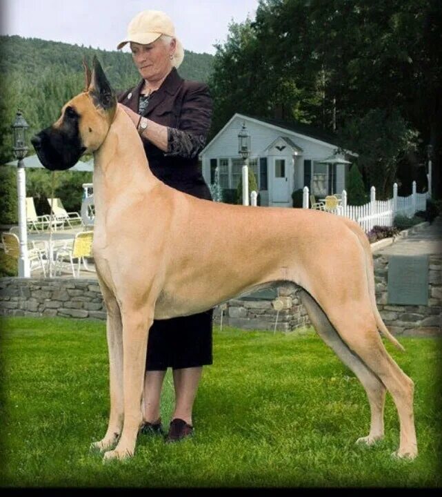 Породы высоких собак фото Preparing for the 2013 Westminster Dog Show Great dane, Dane dog, Dane puppies