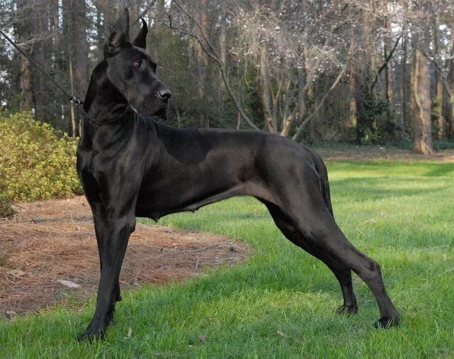 Породы высоких собак фото A typical american Great Dane, very light structure, rectangle head and delicate