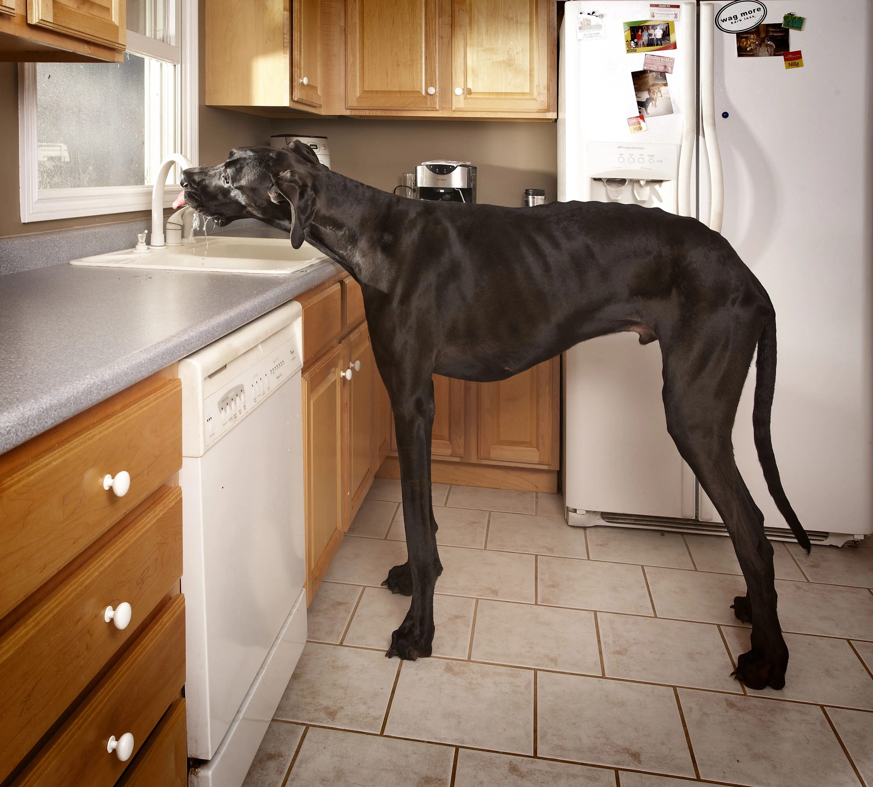 Породы высоких собак фото The World's Tallest Dog