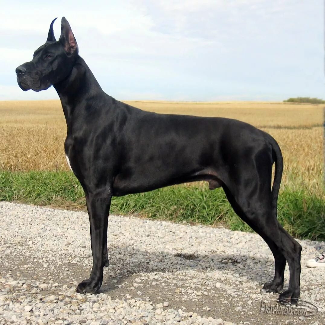 Породы высоких собак фото Great dane dogs, Dane dog, Dane puppies