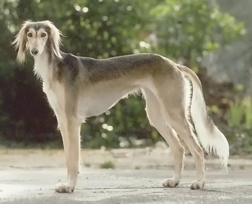 Породы высоких собак фото Saluki Dog Stories Wikia Fandom