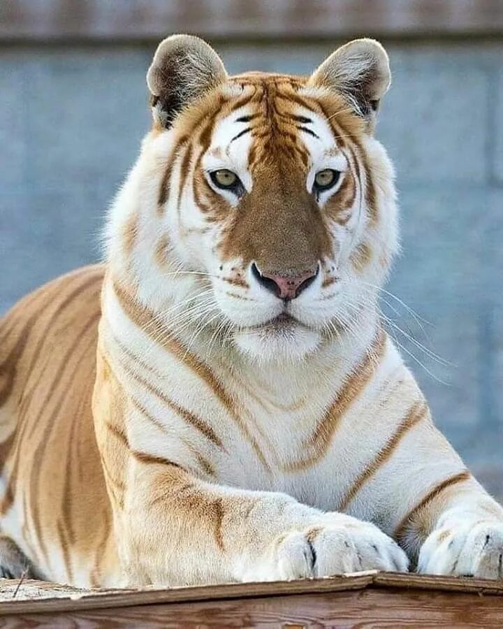 Породы животные картинки The light brown sugar color on this tiger's coat is just gorgeous. An outstandin