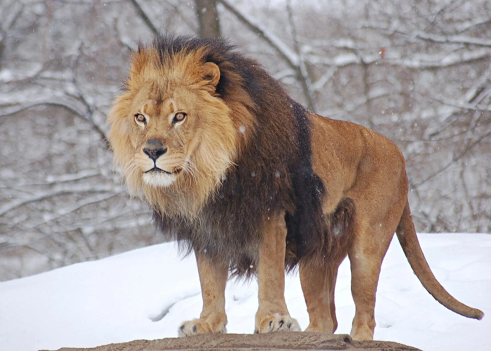 Породы животные картинки Файл:African Lion Panthera leo Male Pittsburgh 2800px.jpg - Вікіпэдыя