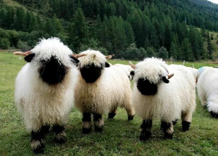 Породы животные картинки Can't look at Valais Blacknose Sheep without wanting to hug them all Valais blac