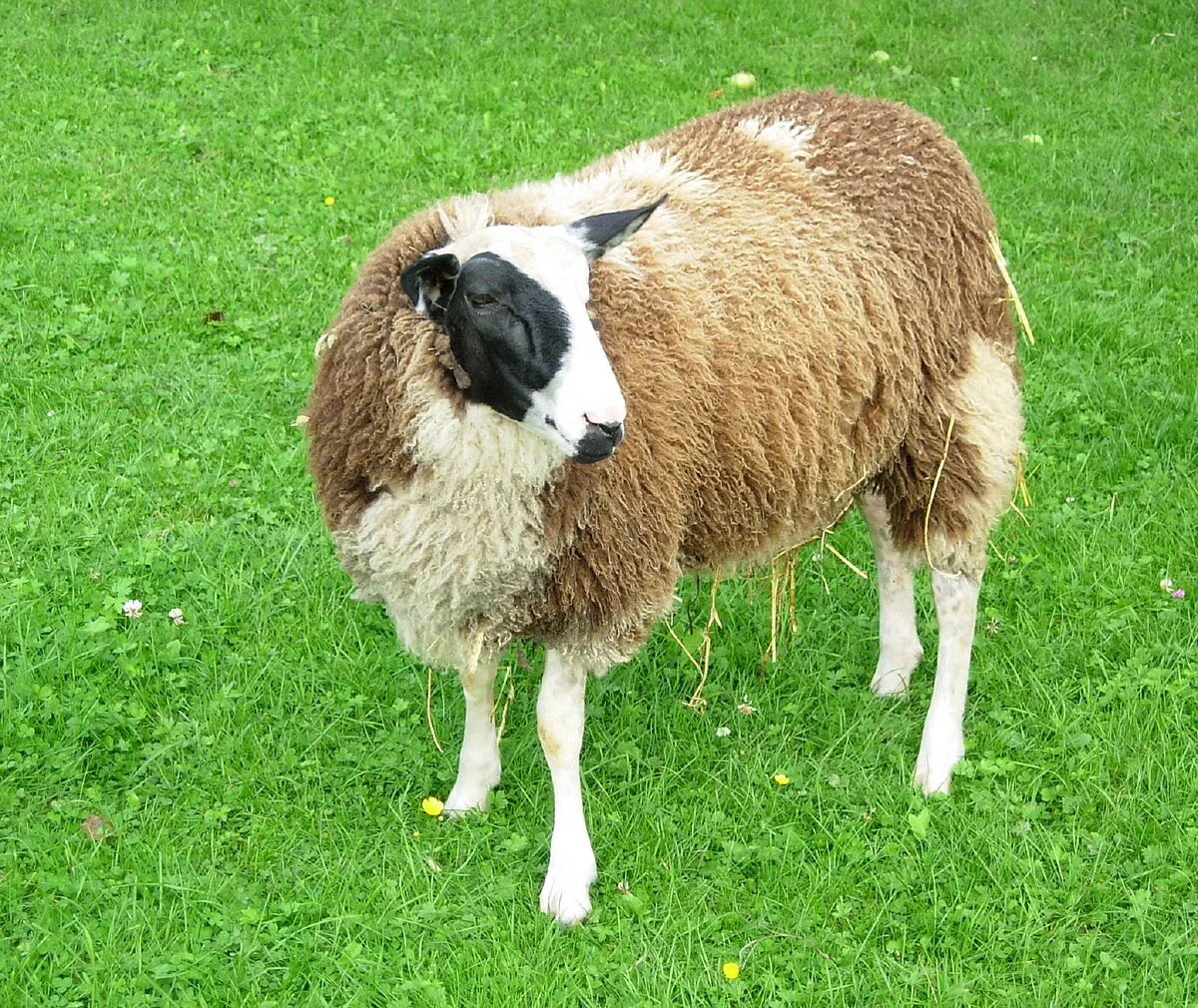 Породы животные картинки Calico sheep - Wikipedia