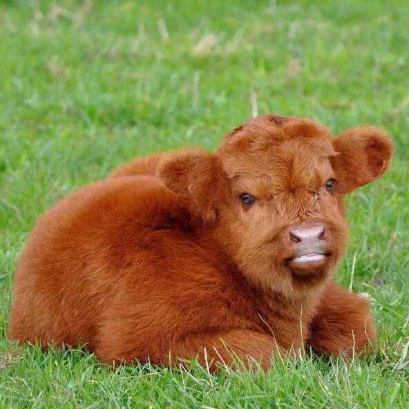 Породы животных фото Cute fuzzy Scottish Highland Calf ;) Fluffy cows, Cute baby cow, Baby cows