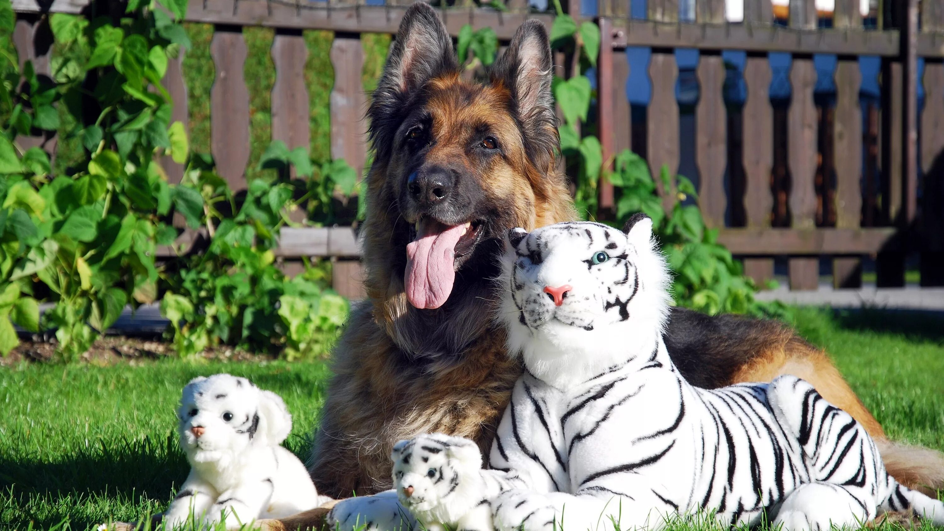 Породы животных фото German Shepherd Dog with toy tiger Desktop wallpapers 1024x768