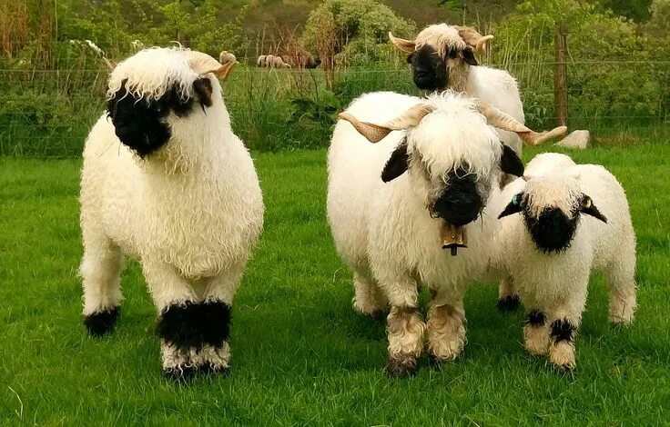 Породы животных фото Valais Blacknose Sheep Scotland Valais blacknose sheep, Baby animals, Sheep bree