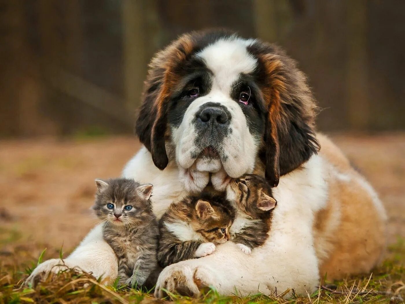 Породы животных фото Download wallpaper 1400x1050 saint bernard, dog, kittens standard 4:3 hd backgro