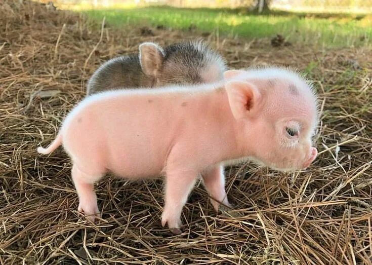 Поросенок фото животного Micro Mini Pig Breeder on Instagram: "If you are interested in one of our MICRO 