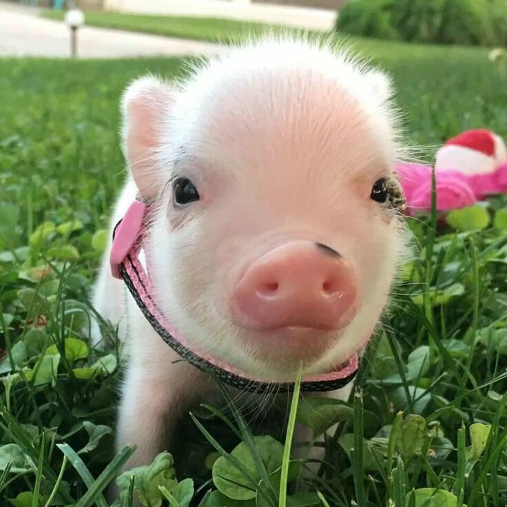 Поросенок фото животного 95% Pig Farmers Ready for Compliance with New Antibiotic Rules Cute baby pigs, B