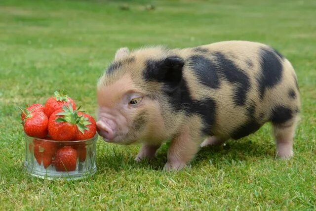 Поросенок фото животного Pin by Emma O'Connell on I just can't resist... Baby pigs, Micro pigs, Pot belly