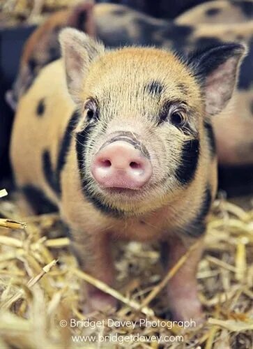 Поросенок фото животного micro pig Animals, Cute pigs, Teacup pigs