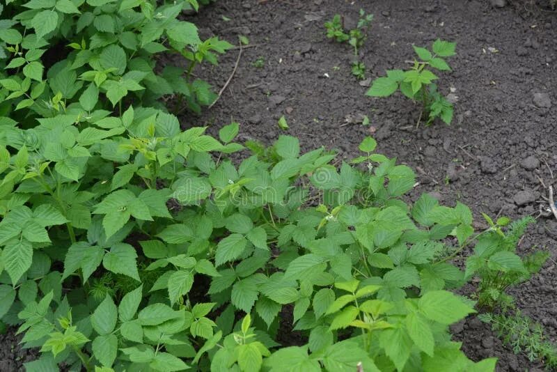 Поросль малины фото 2,167 Rubus Idaeus стоковые фото - бесплатные и стоковые фото RF от Dreamstime -