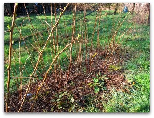 Поросль малины фото How to Prune Raspberries - Tall Clover Farm