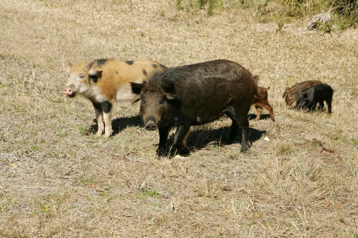 Поросята дикого кабана фото A tremendous problem': Wild hogs wreak havoc in SC. Soon, you might get to hunt 