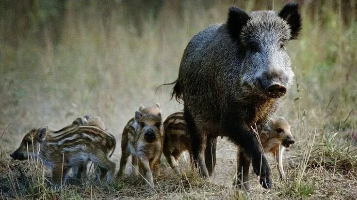 Поросята дикого кабана фото Sign the Petition Wild pig, Animals wild, Wild creatures