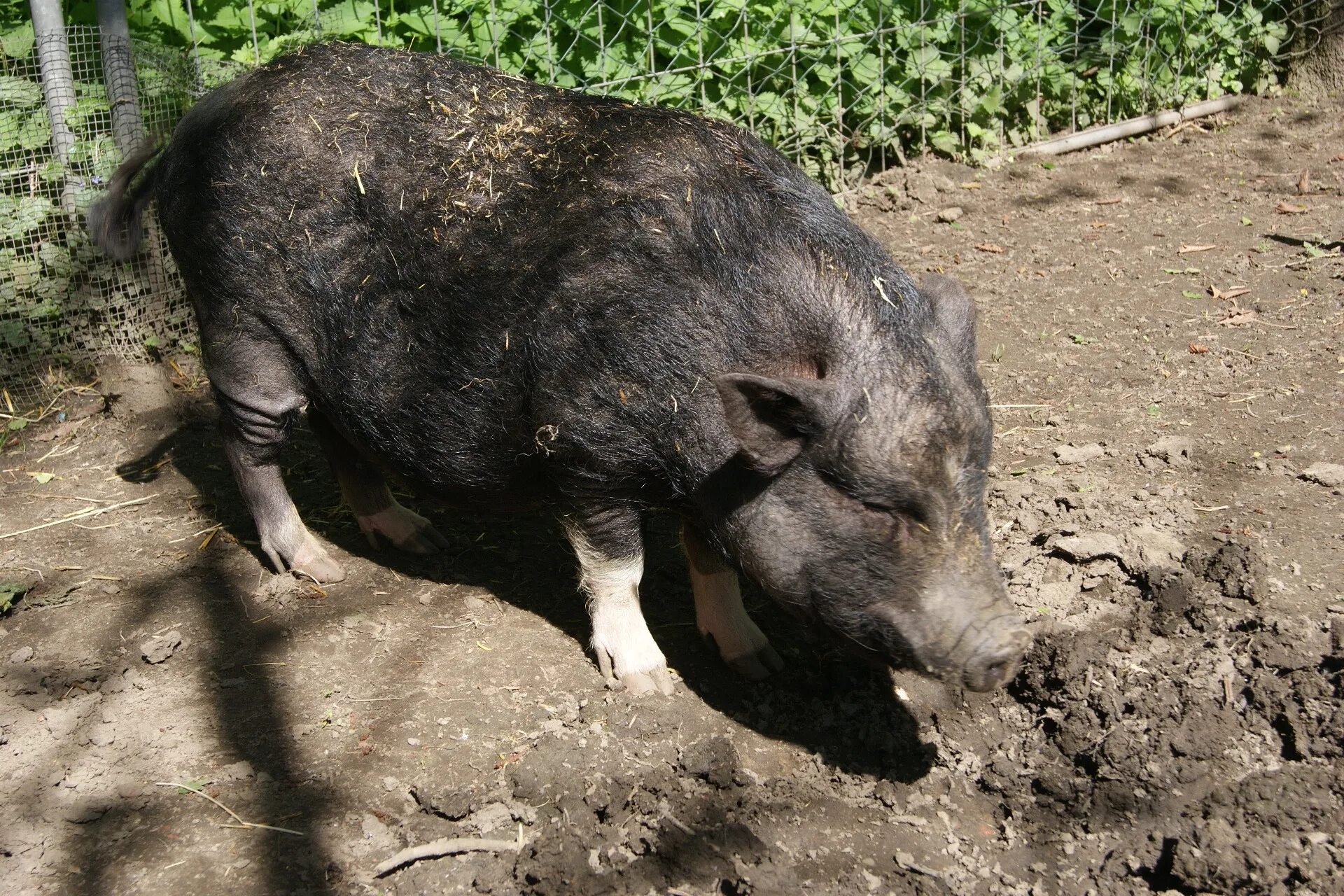 Поросята дикого кабана фото Free Images : wildlife, fauna, sad, pigs, vertebrate, wild boar, warthog, domest