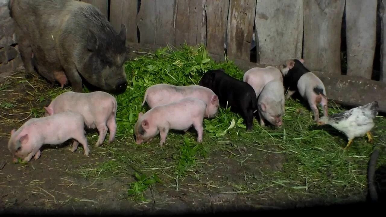 Поросята фото из деревни Поросята едят.40 дней к продаже готов.Piglets edyat.40 days ready for sale. - Yo