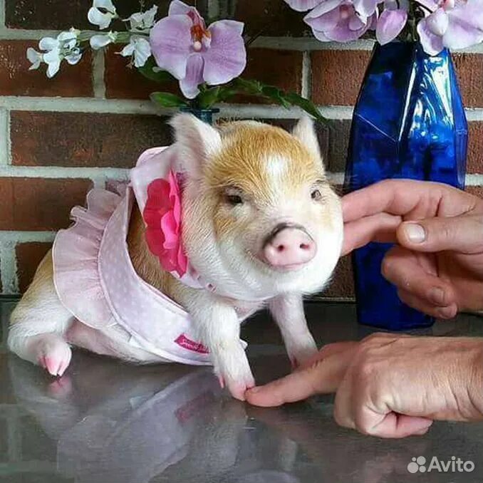 www.oinkoinkminipigs.com Cute piglets, Cute pigs, Baby pigs