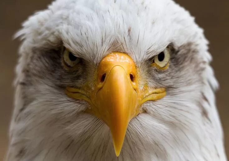 Портрет орла фото Eagle bird portrait, white and yellow eagle #portrait #beak #eagle #bird #1080P 