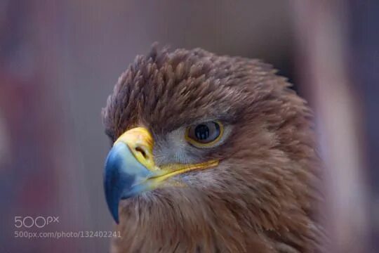 Портрет орла фото Superb Nature Eagle, Bald eagle, Animals