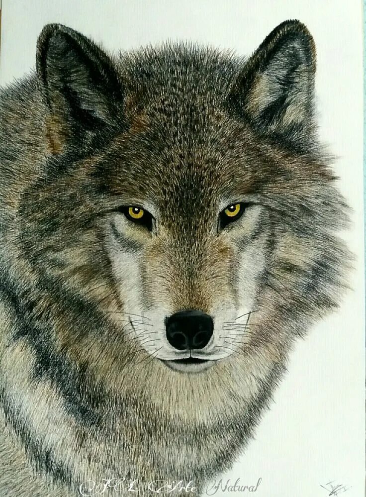 Портрет волка фото Dibujo lobo - Retrato de lobo gris de Yellowstone. Yellowstone grey Timber Wolf 