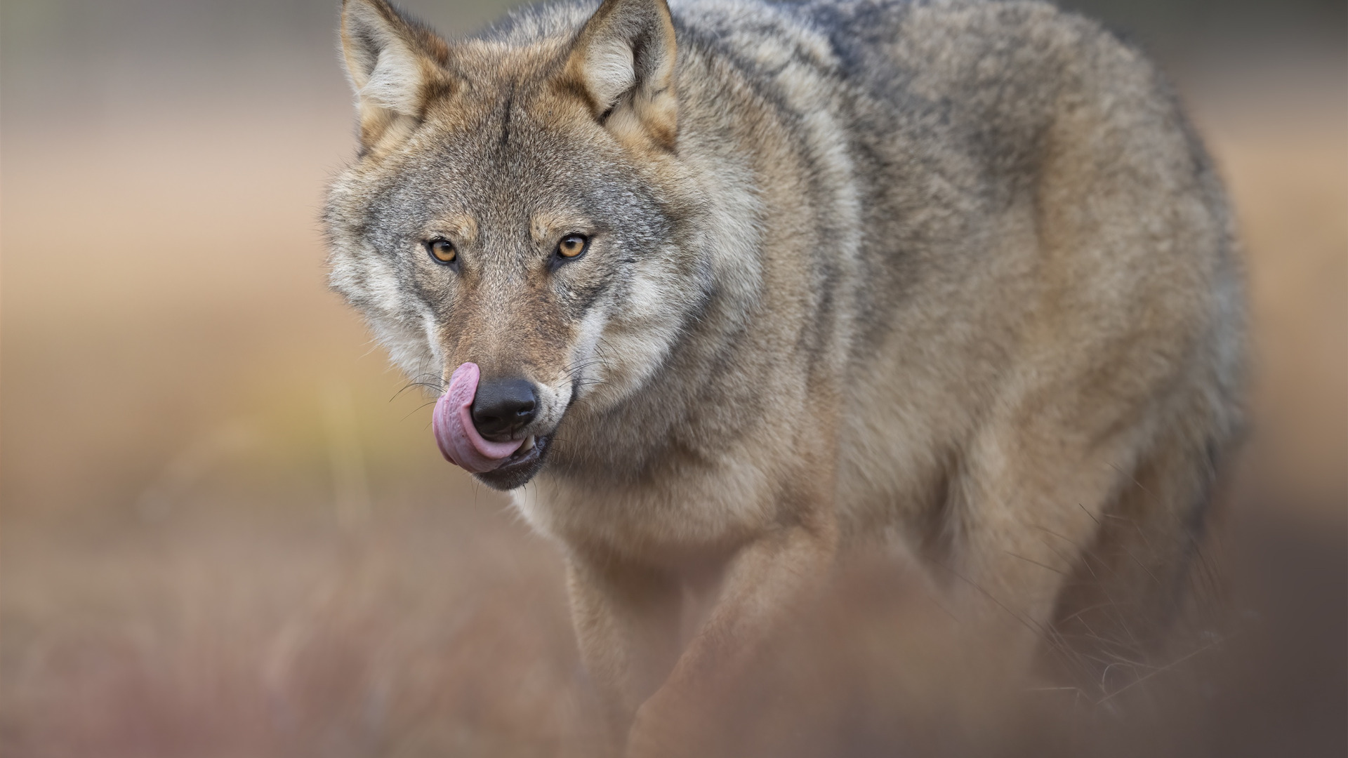 Портрет волка фото Download wallpaper language, look, face, grey, background, wolf, portrait, preda