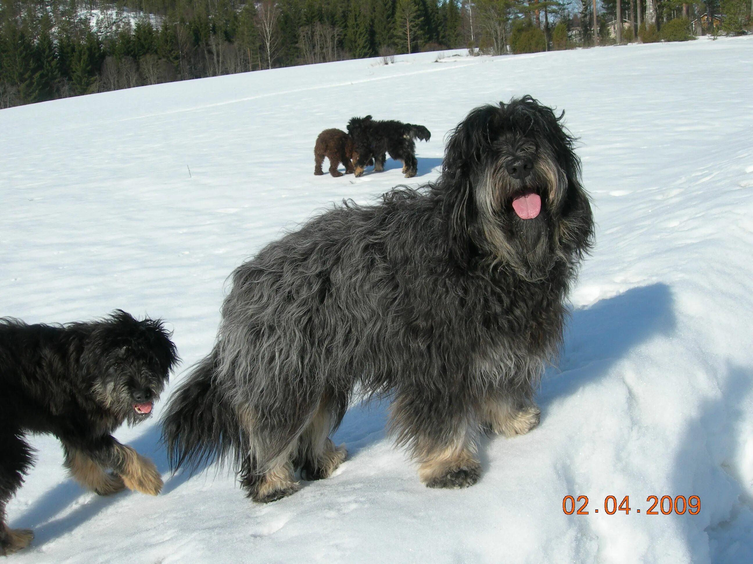 Португальская овчарка фото Cão da Serra de Aires / Cao Dog Puppy Sheepdog Pet breeds, Sheepdog, Dog breeds