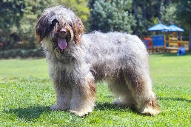 Португальская овчарка фото Cao da serra Dºaire - racas portuguesas Every dog breed, Dog breeds, Sheepdog